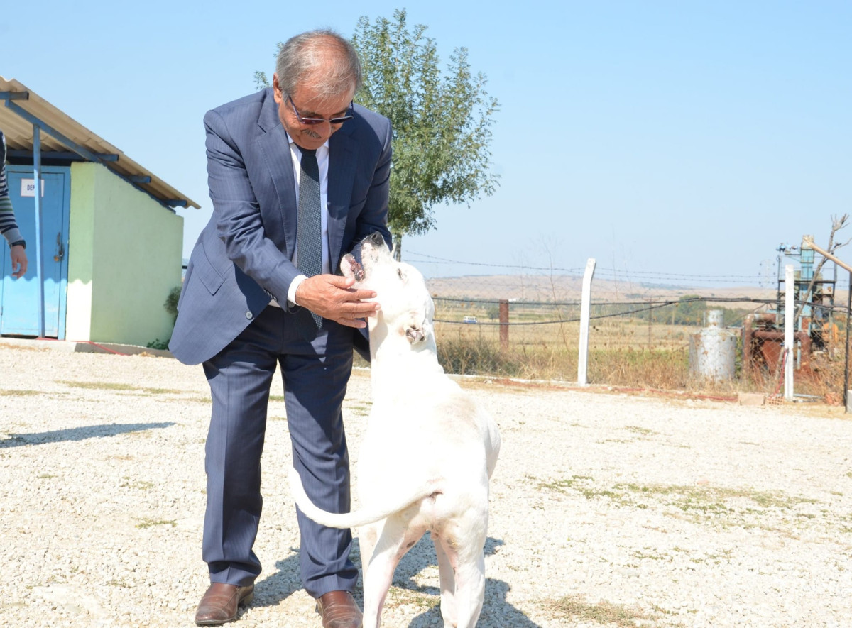 Gelibolu Belediyesi'nden köpek ölümlerine dair açıklama